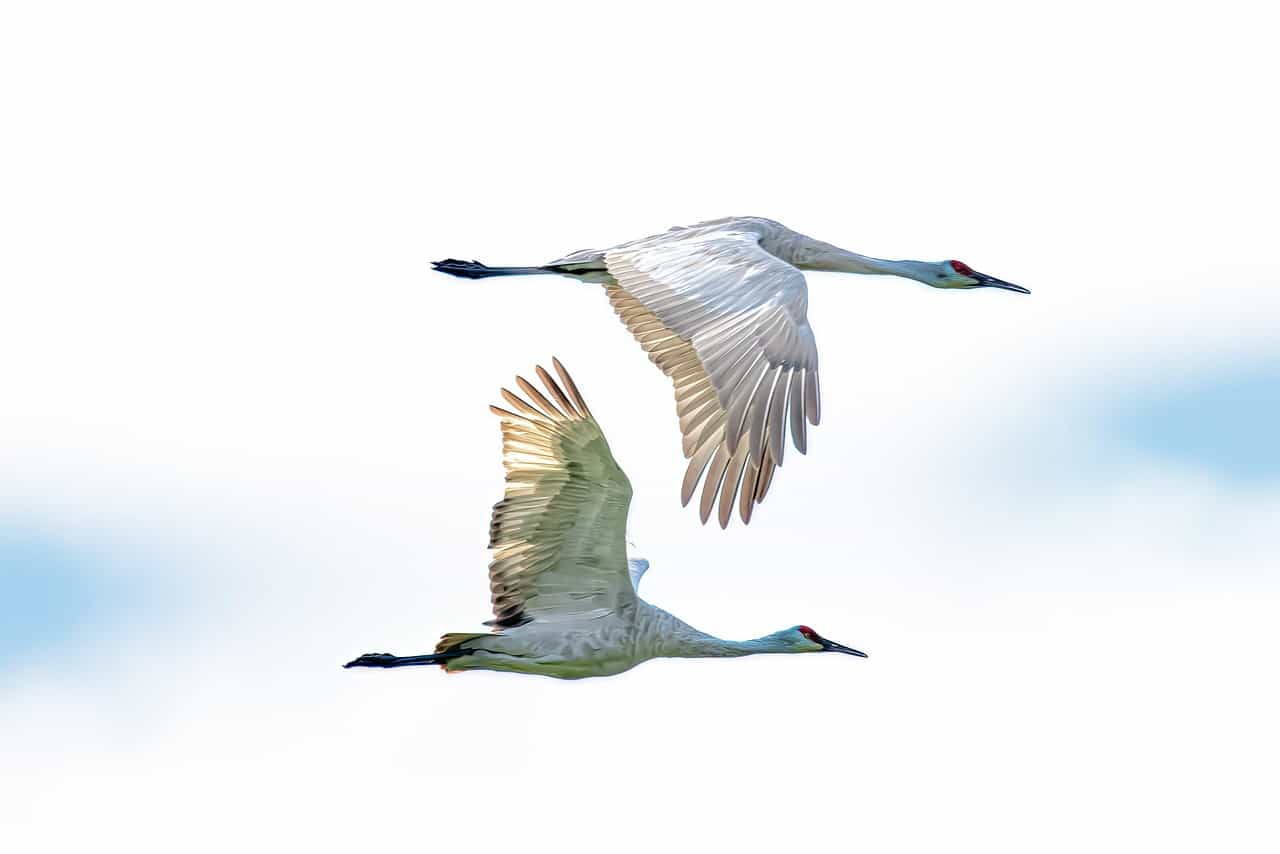 cranes, birds, sandhill cranes, ornithology, flying birds, avian, wildlife, nature, sky, cranes, birds, birds, birds, birds, birds, sandhill cranes, flying birds, flying birds, nature, nature, nature, sky, sky, sky